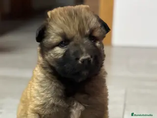 Pastor del Cáucaso perros Pastor del caucaso macho🩵🐾🐶 - Anuncio 4