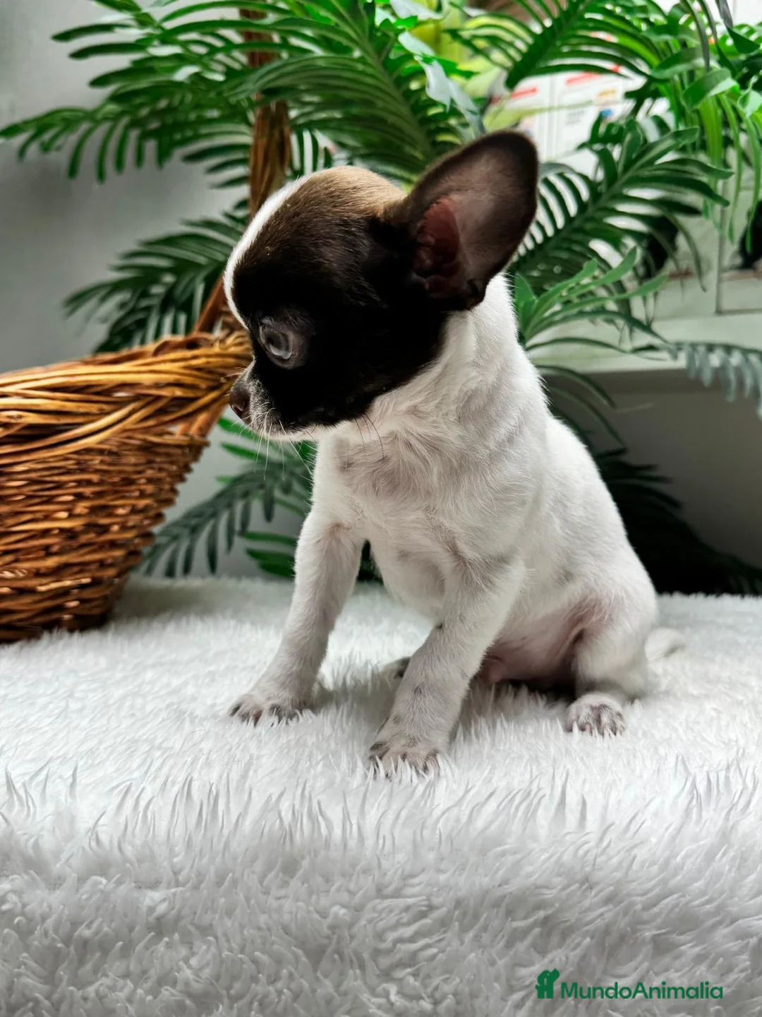 Chihuahua perros en venta: CHIHUAHUA CHOCOLATE Y BLANCO - Anuncio 2