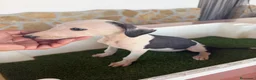 Galgo Español perros en venta: GALGO ESPAÑOL - Anuncio 1