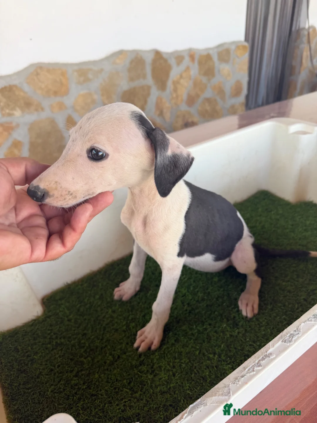 Galgo Español perros en venta: GALGO ESPAÑOL - Anuncio 1