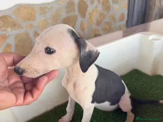 Galgo Español perros GALGO ESPAÑOL - Anuncio 1
