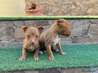 Raza Mixta perros Cruzaditos Mini Toy Toy De Chihuahuas - Anuncio 1