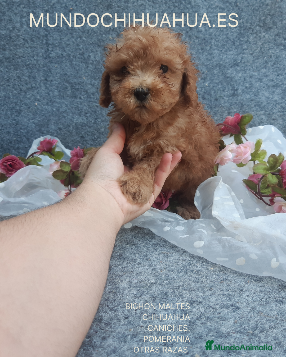 Caniche Toy perros en venta: PRECIOSOS CANICHE  ROJO LINEA TOY - Anuncio 2