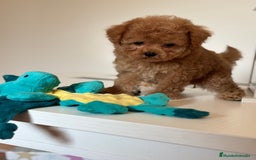 Maltipoo perros en venta: Maltipoo Tacita de Té Hembra  - Imagen 4