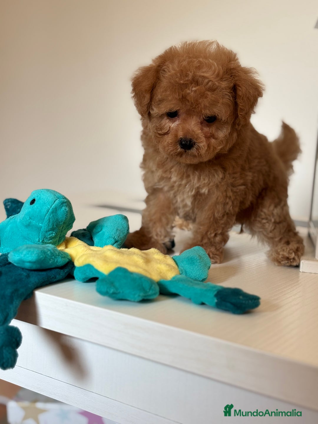 Maltipoo perros en venta: Maltipoo Tacita de Té Hembra  - Imagen 4
