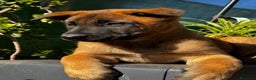 Pastor Belga Malinois perros en venta: Pastor Belga Malinois - Anuncio 18