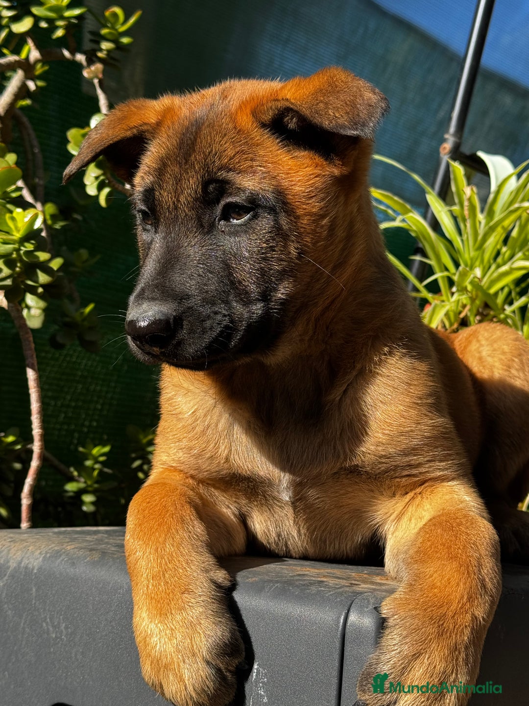 Pastor Belga Malinois perros en venta: Pastor Belga Malinois - Anuncio 18