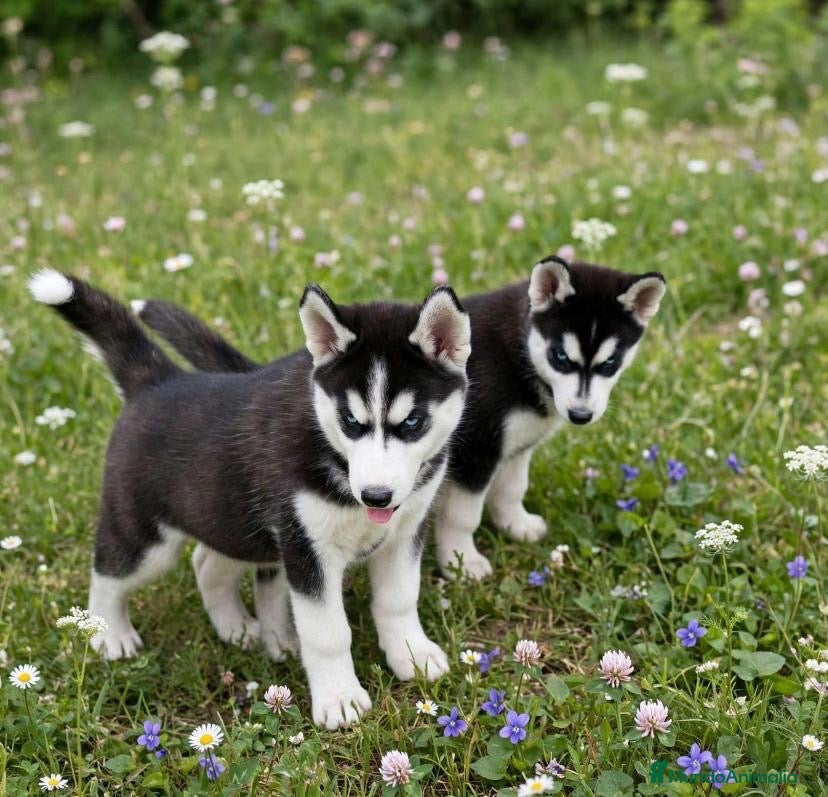 Husky Siberiano perros Husky siberiano anuncio real  - Anuncio 1