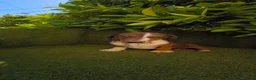 Teckel Miniatura perros en venta: teckel arlequin daple macho - Anuncio 3