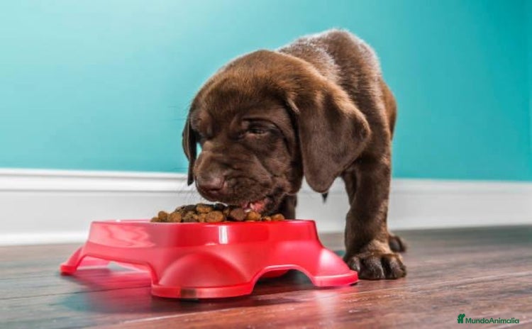 Labrador Retriever perros - Anuncio 1
