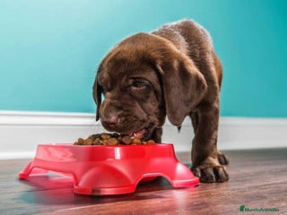 Labrador Retriever perros - Anuncio 34