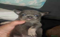 Chihuahua perros en venta: Hembra de chihuahua azul tang - Imagen 5