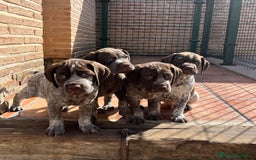 Braco Francés tipo Pirineos Talla Pequeña perros en venta: RESERVA DE CAMADA "E" DE BRACO BRANCÉS - Imagen 4