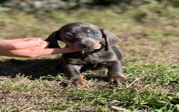 Teckel Miniatura perros en venta: Teckel mini Blue  en Barcelona - Imagen 4