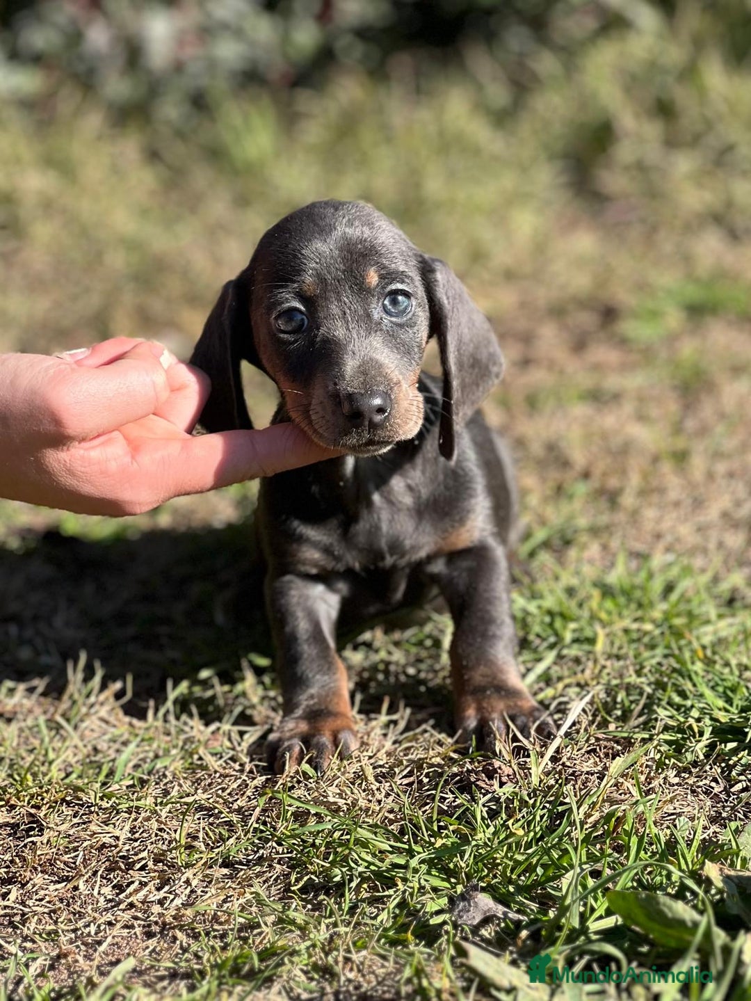 Teckel Miniatura perros en venta: Teckel mini Blue  en Barcelona - Imagen 4