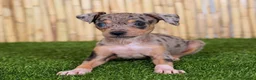 Pinscher Miniatura perros en venta: PINSCHER MINIATURA - Anuncio 1