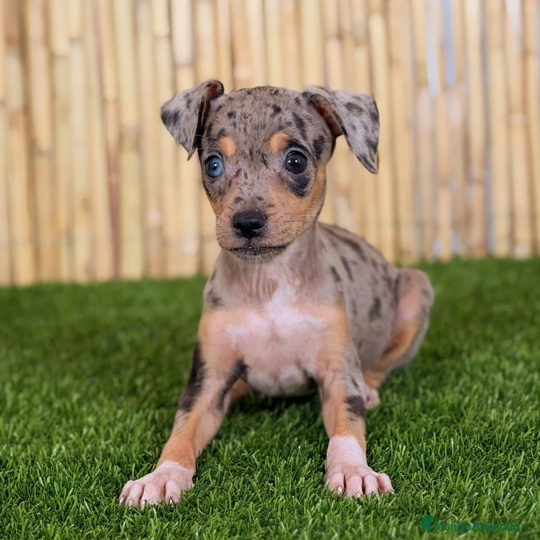 Pinscher Miniatura perros en venta: PINSCHER MINIATURA - Anuncio 1
