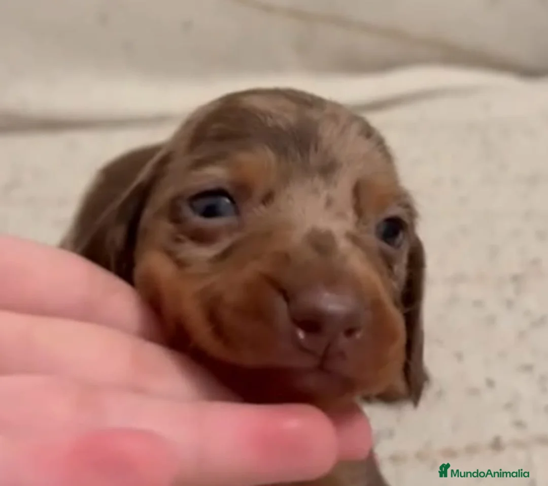 Teckel Miniatura perros en venta: Teckels Arlequin - Anuncio 2