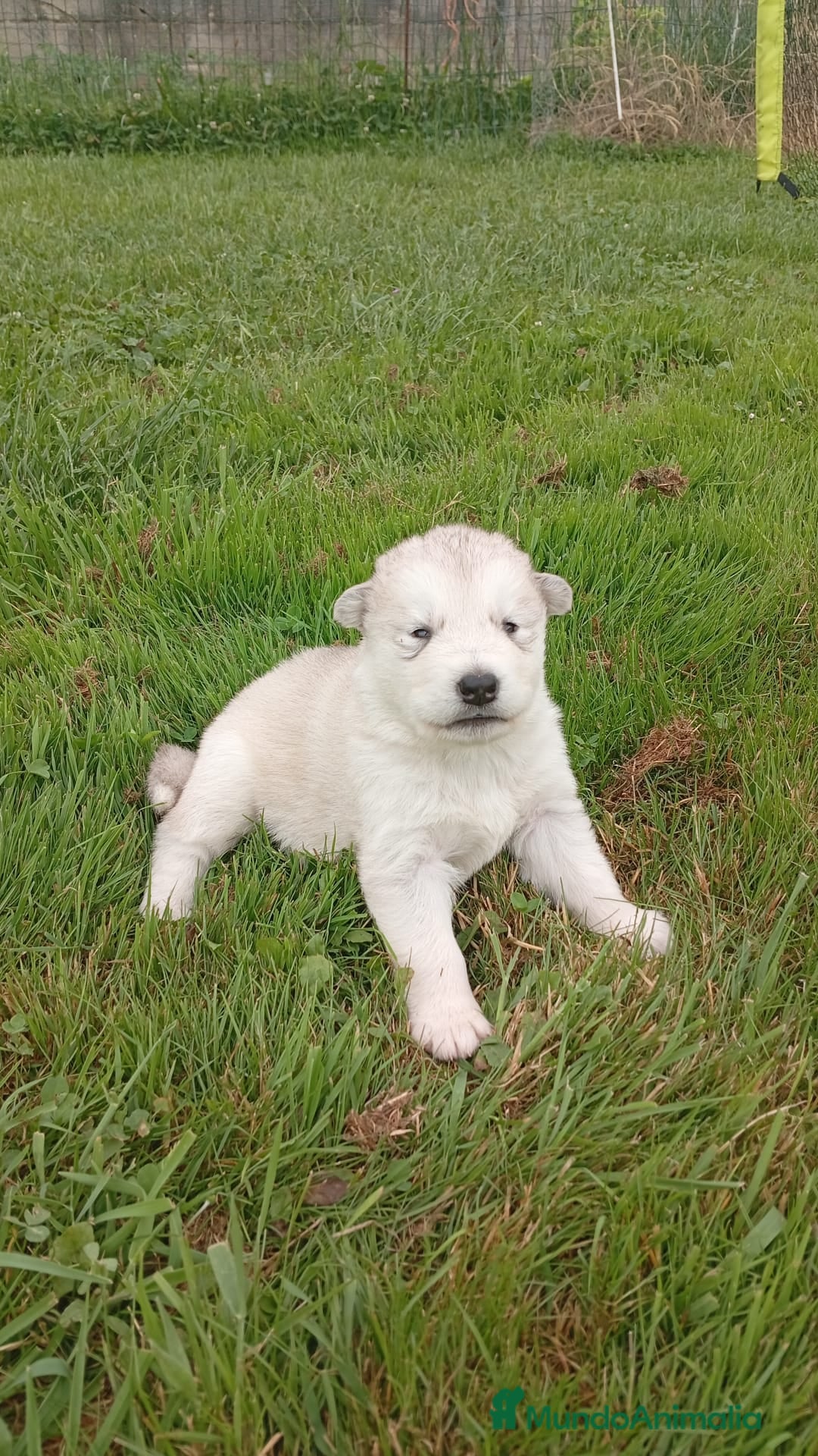 Alaskan Malamute perros en venta: Alaska Malamute  - Anuncio 4