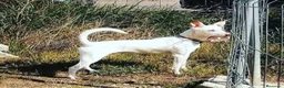 Podenco Andaluz perros para monta: Podenco para montas  - Anuncio 2