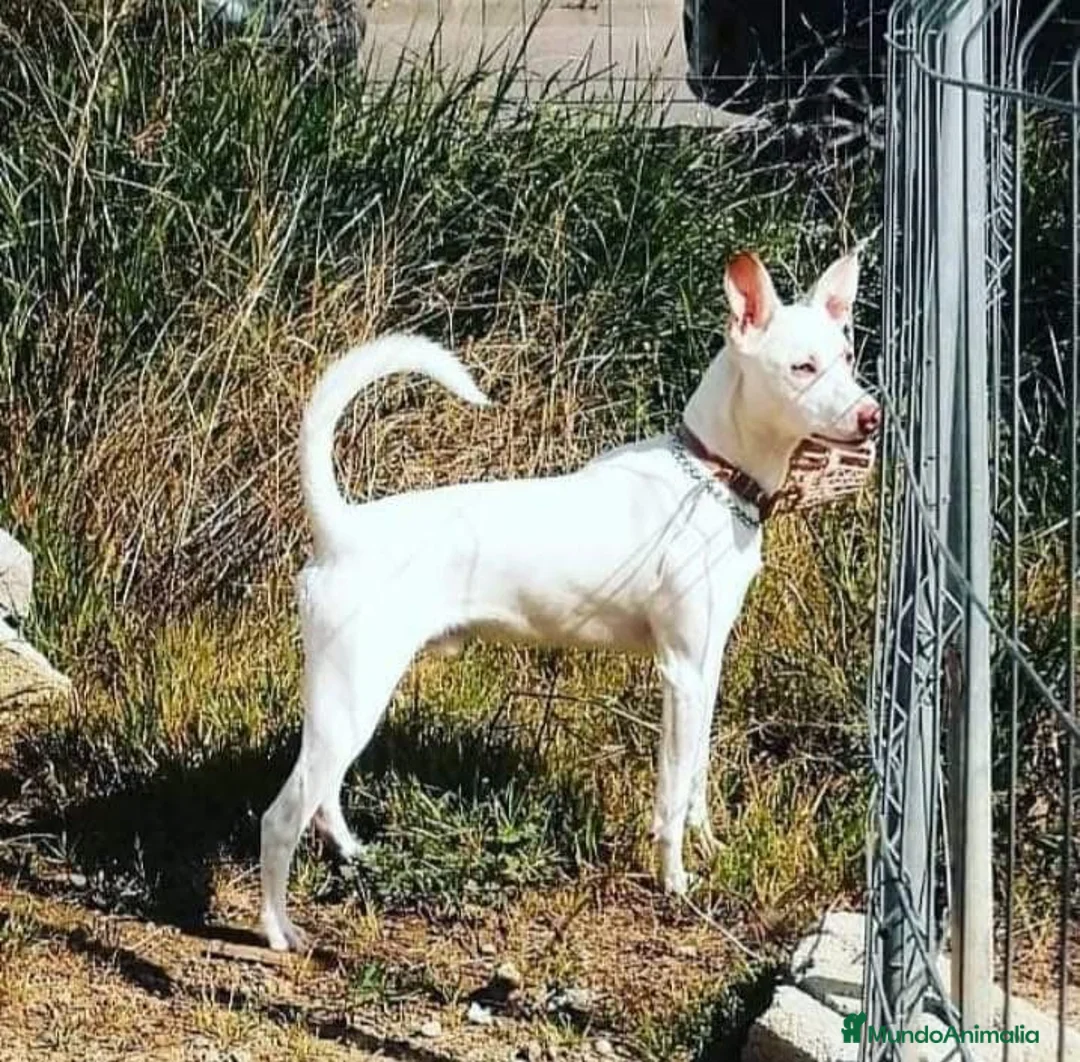 Podenco Andaluz perros para monta: Podenco para montas  - Anuncio 2