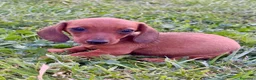 Teckel Miniatura perros en venta: Teckel Kaninchen rojizo - Anuncio 1