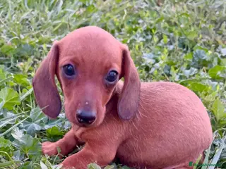 Teckel Miniatura perros Teckel Kaninchen rojizo - Anuncio 1