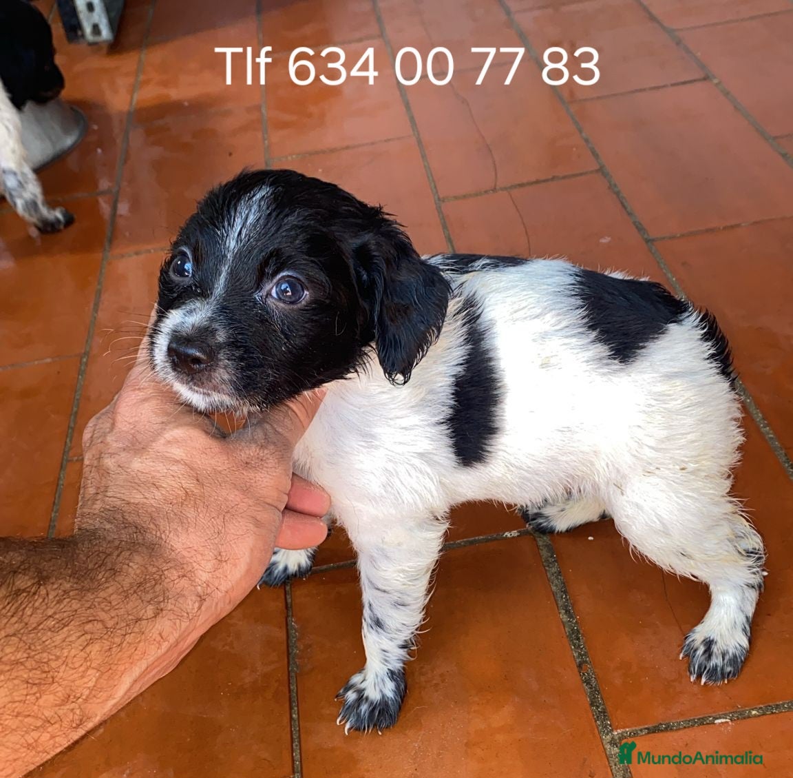 Épagneul Breton perros Excelentes cachorros spaniel bretón  - Anuncio 2