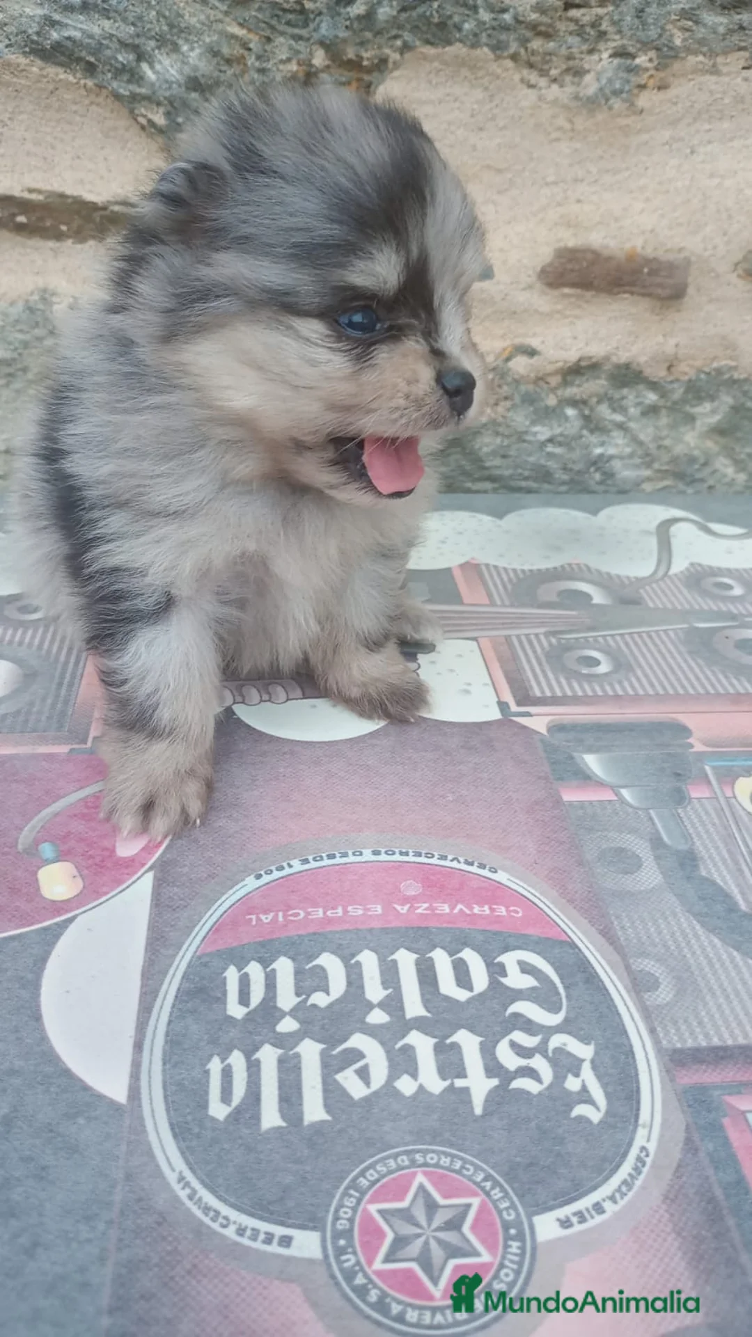 Pomerania perros en venta: Pomerania  - Anuncio 1