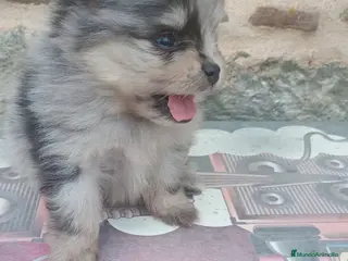 Pomerania perros Pomerania - Anuncio 1