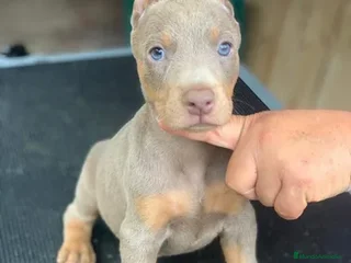 Dobermann perros - Anuncio 3