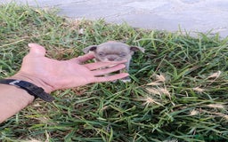 Chihuahua perros en venta: 🐶✨ Cachorros Chihuahua de Línea Exclusiva ✨🐶 - Imagen 13