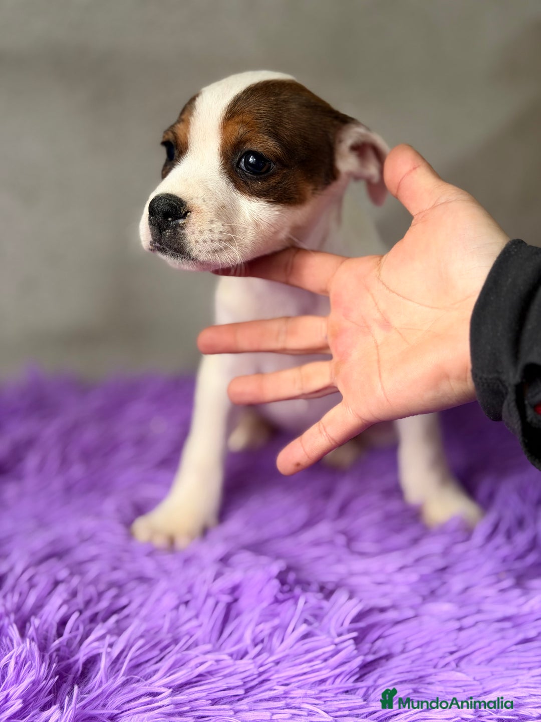 Staffordshire Bull Terrier perros en venta: Staffordshire hembra  - Anuncio 6