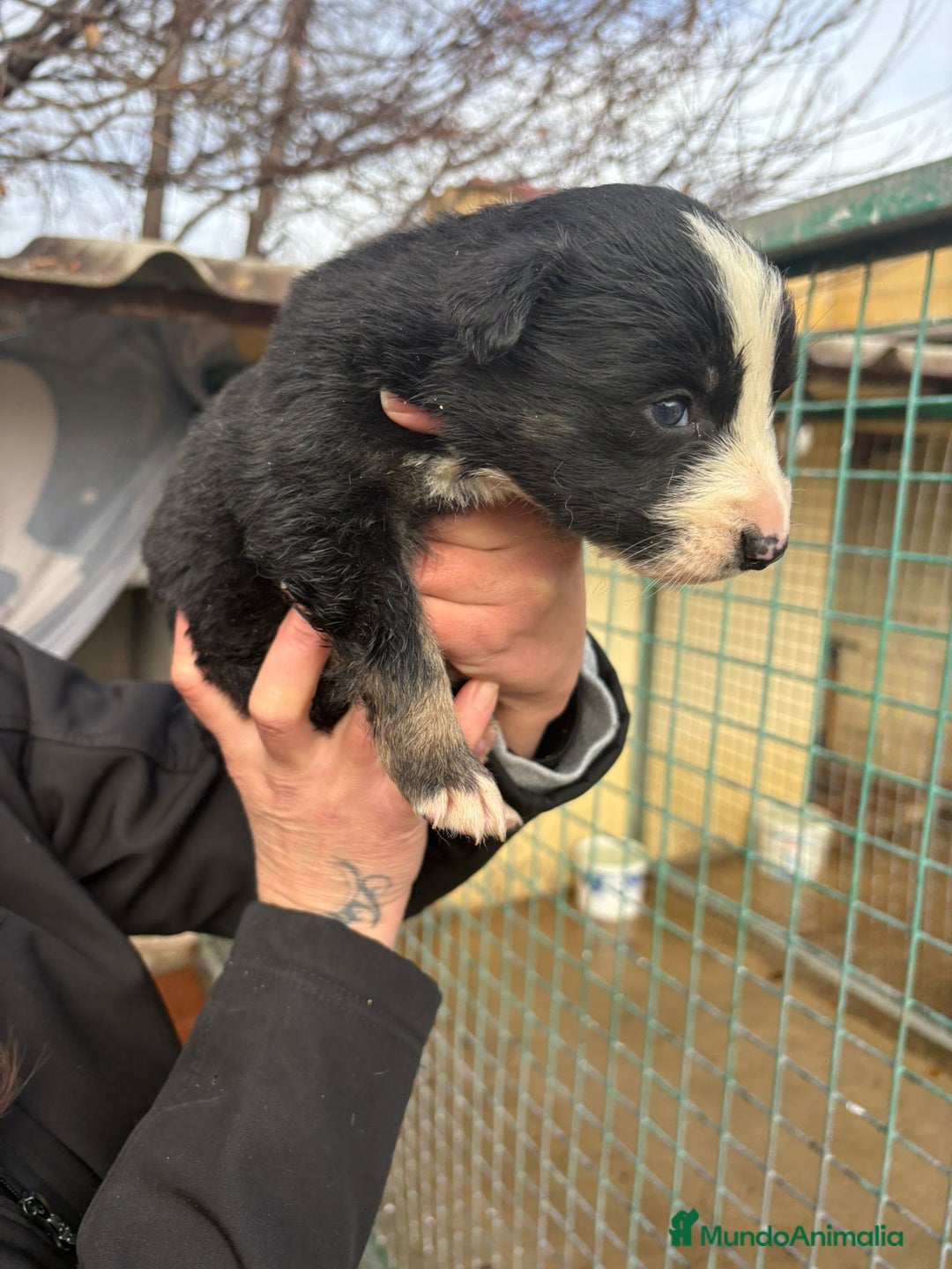 Border Collie perros en venta: Cachorro de Border Collie macho negro  - Anuncio 2