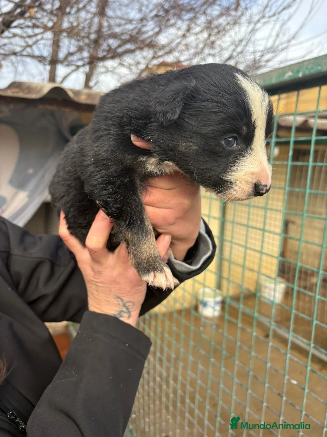 Border Collie perros en venta: Cachorro de Border Collie macho negro  - Anuncio 2