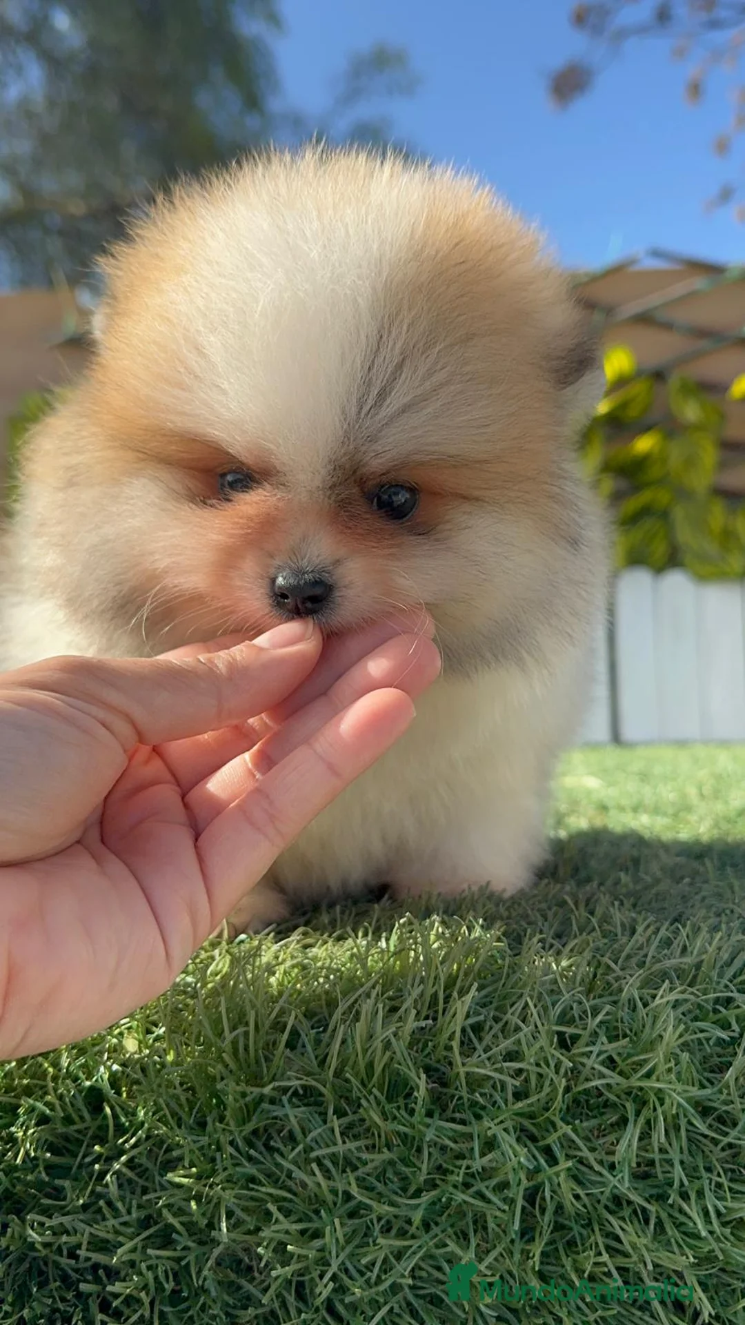 Pomerania perros en venta: POMERANIA - Anuncio 11
