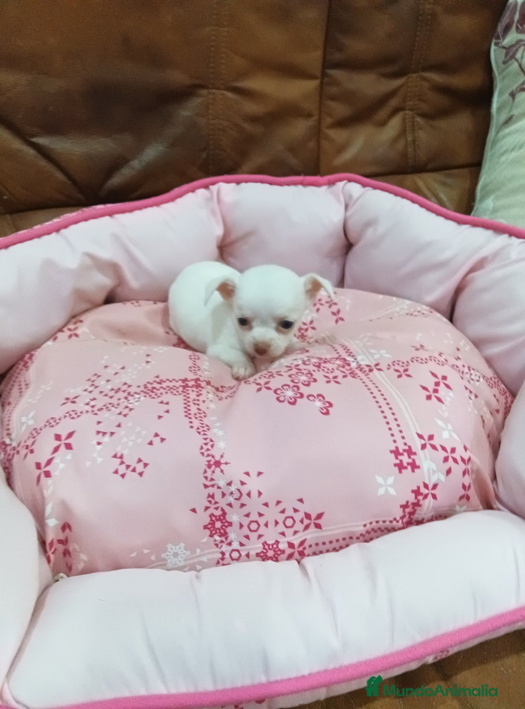 Chihuahua perros en venta: CHIHUAHUA TOY - Imagen 1