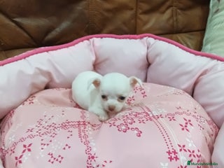 Chihuahua perros - Anuncio 39