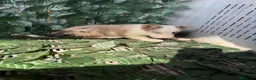 Border Collie perros en venta: Border collie - Anuncio 3