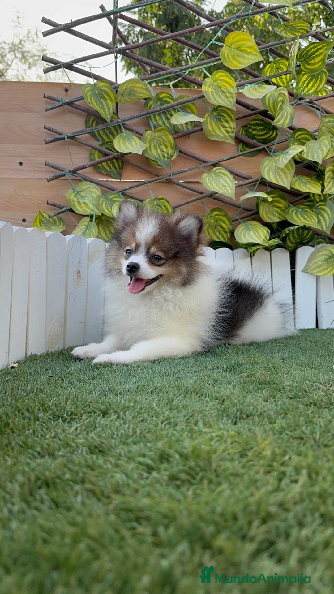Pomerania perros en venta: POMERANIA MACHO. PRECIO REAL. Envio a toda España. - Imagen 5