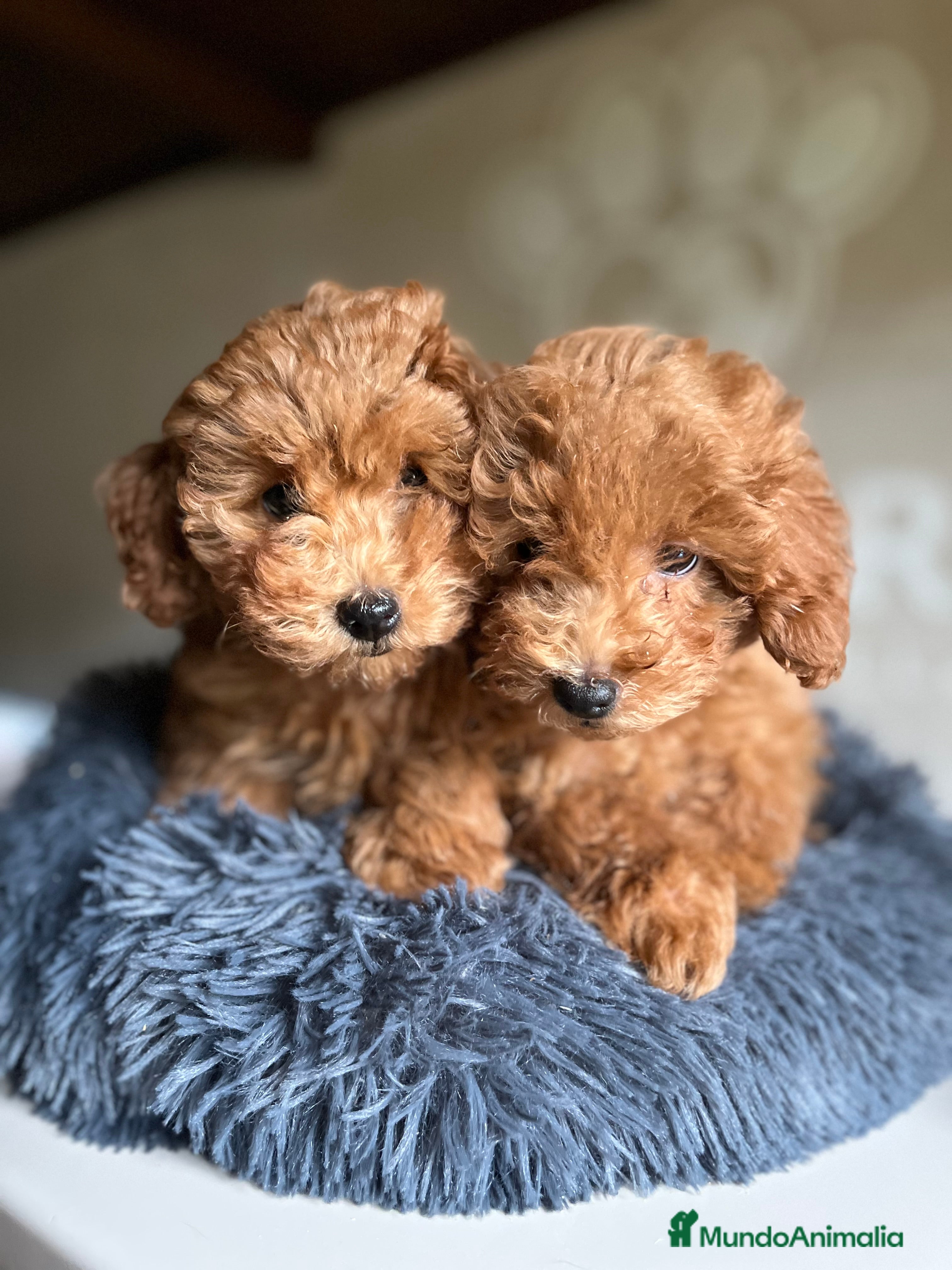 Caniche Toy perros Caniche Toy  - Anuncio 1