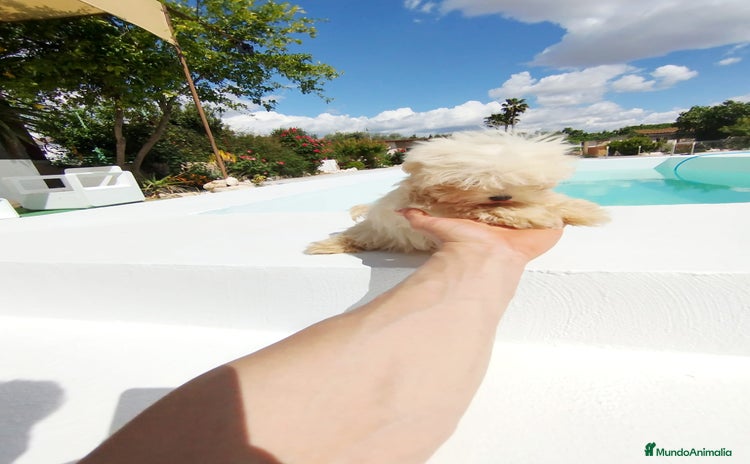 Bichón Maltés perros Bichón maltés toy  - Anuncio 1