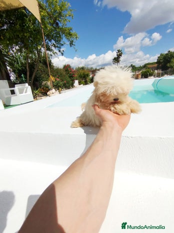 Bichón Maltés perros Bichón maltés toy - Anuncio 1