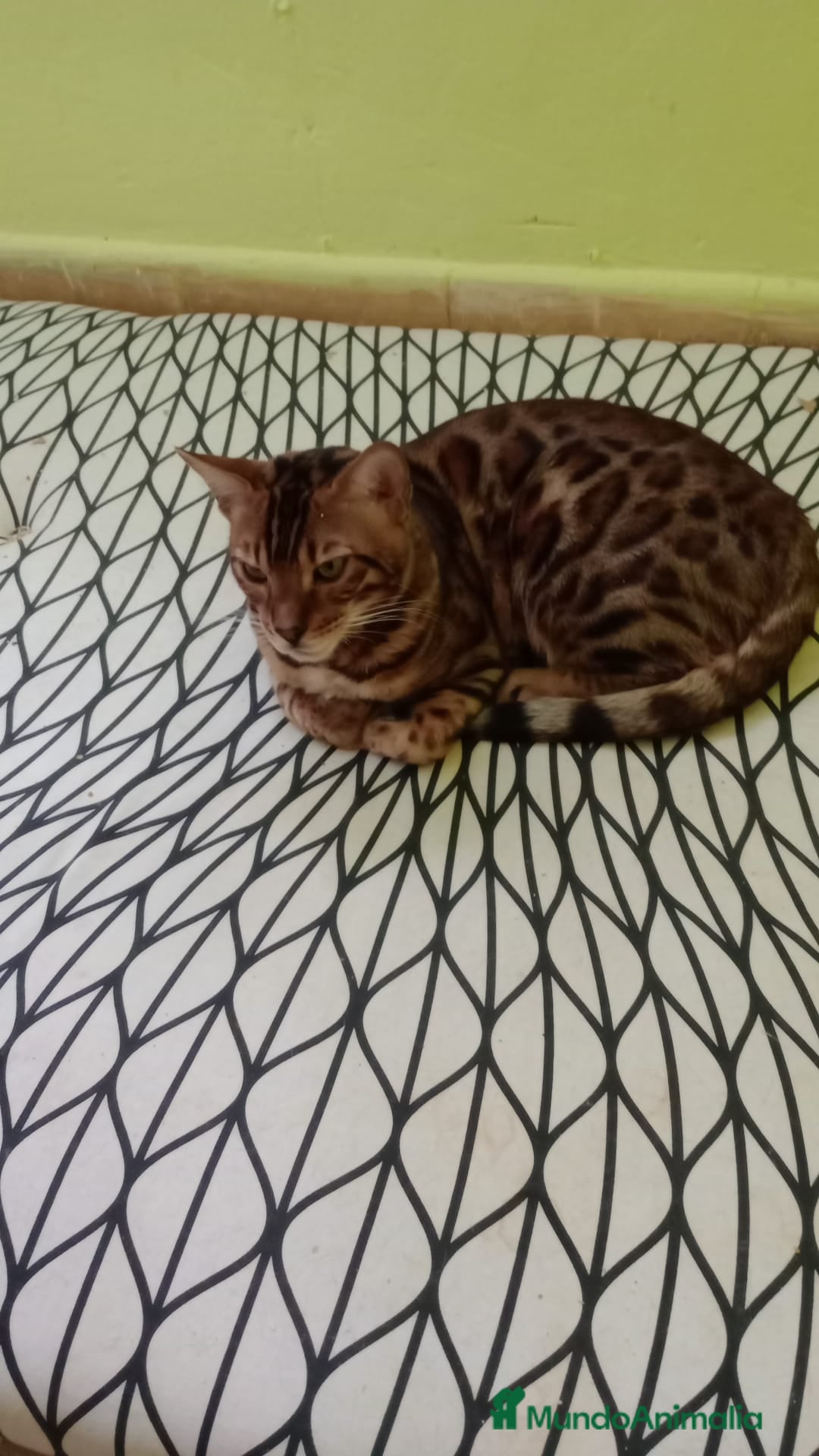 Bengalí gatos en venta: Gatos bengalis tienen 8 meses  - Anuncio 6