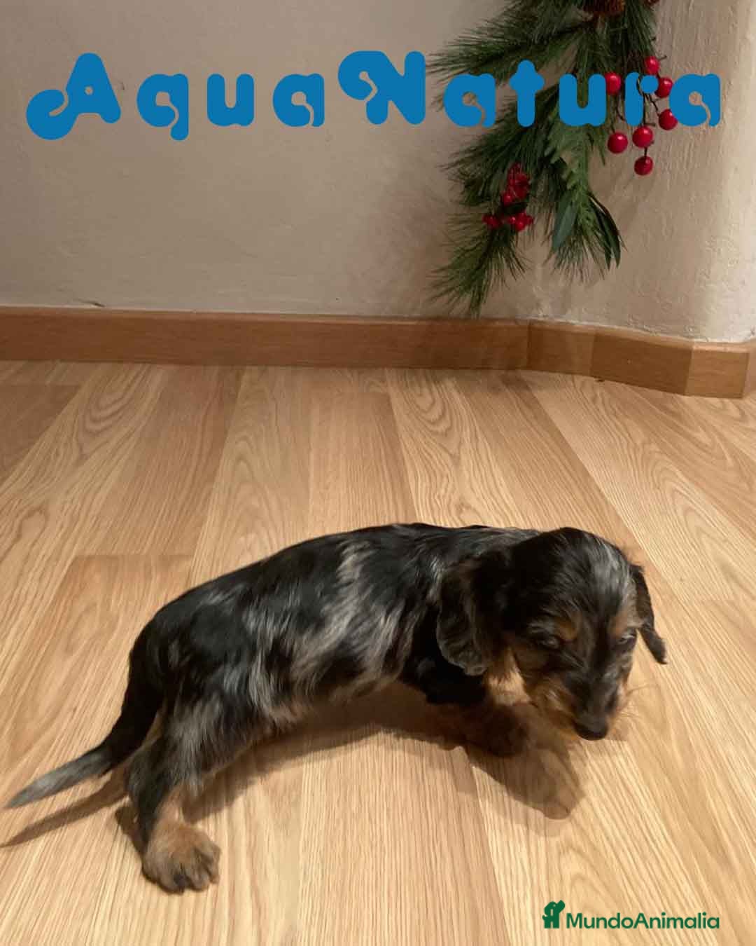 Teckel Miniatura perros en venta: Teckel Macho Pelo Largo 1999 AQUANATURA - Anuncio 5