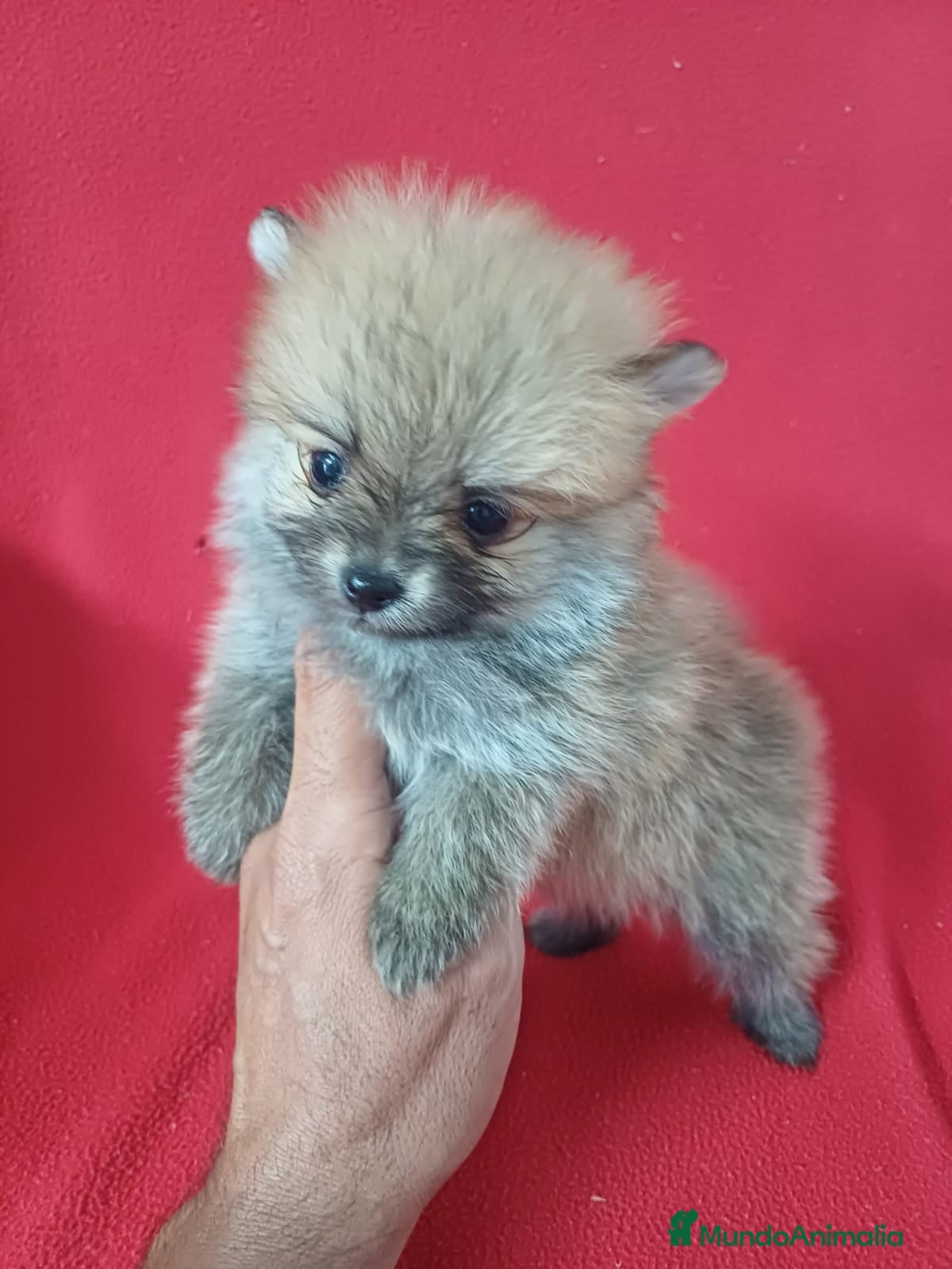 Pomerania perros Pomerania Mini Sable - Anuncio 1