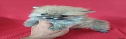 Pomerania perros en venta: Pomerania Mini Sable - Anuncio 1