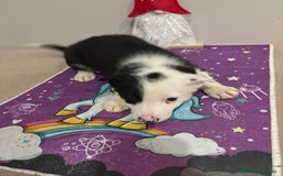 Border Collie perros en venta: Border collie  - Imagen 7