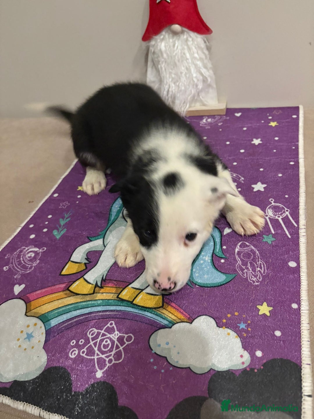 Border Collie perros en venta: Border collie  - Imagen 7