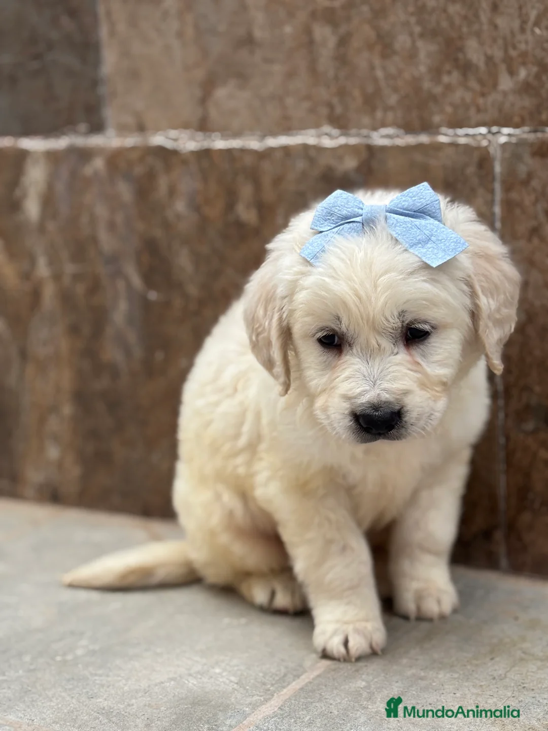 Golden Retriever perros en venta: Espectacular y último golden retriever en Alicante - Anuncio 2